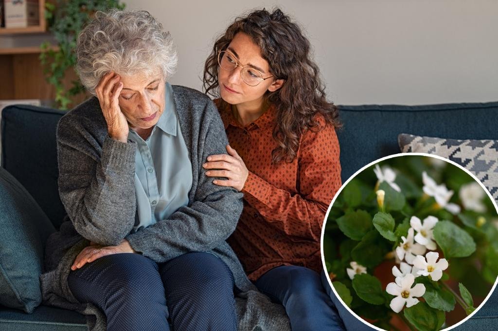 An ancient herb is discovered that takes brain health to the next level