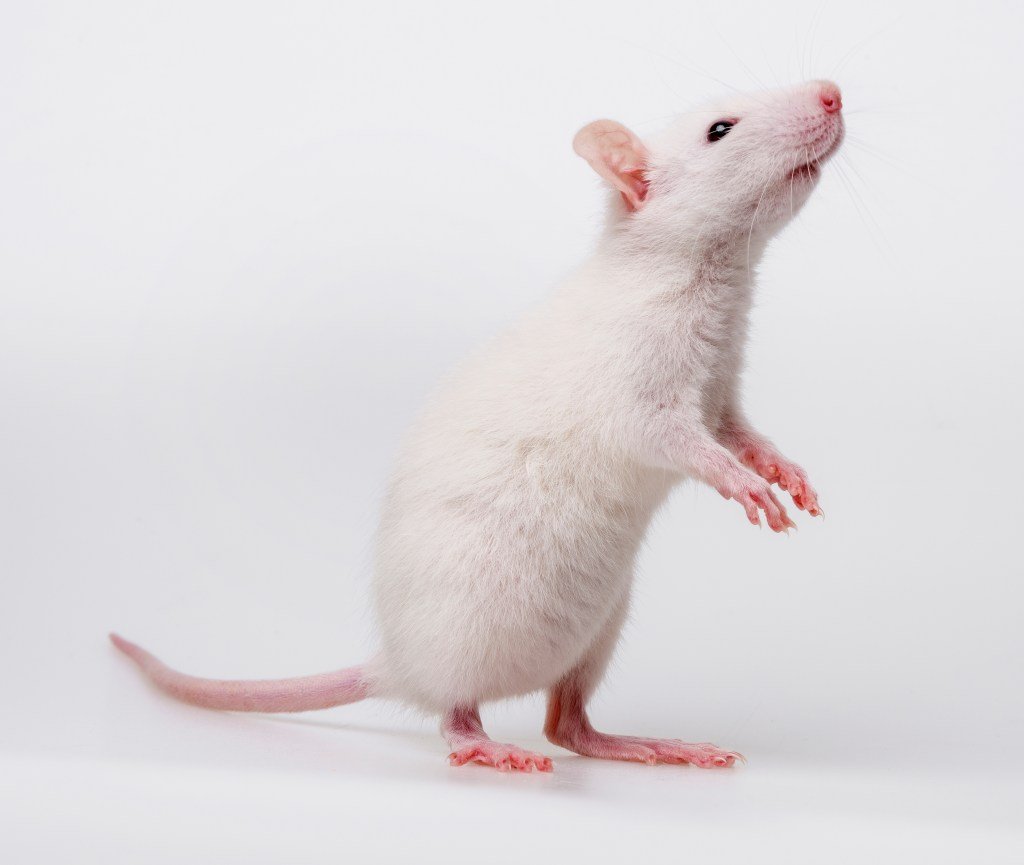 The beautiful white mouse