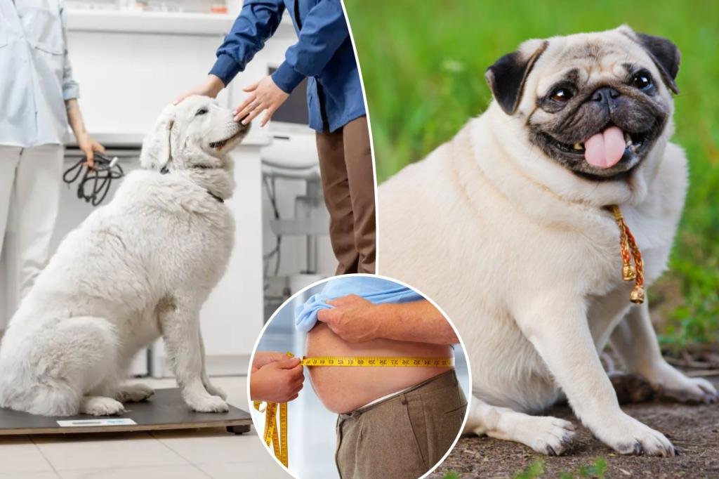 Scientists discover the secrets of losing weight by studying strange dogs